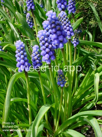 grape-hyacinth